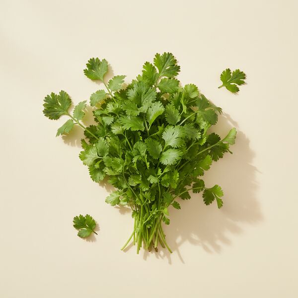 Coriander - Caribe seed