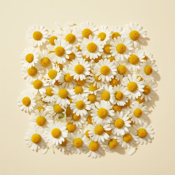 Daisy - Chamomile seed