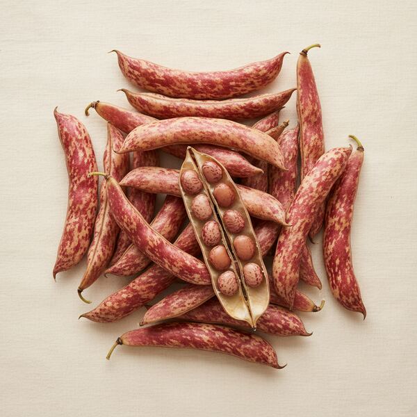 Dwarf Bean - Barlotto Di Fuoco seed