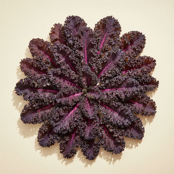 Kale - Red Russian seed