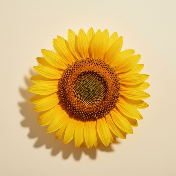Sunflower - Giant Yellow seed