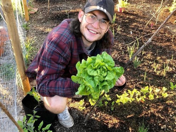 A member kneeling beside a no dig bed holding a lettuce he has just cut