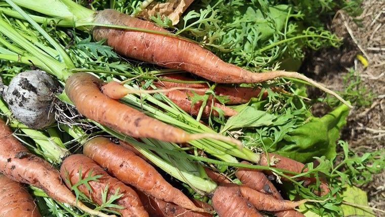 Freshly pulled carrots and a beetroot lying on the soil with their tops still on