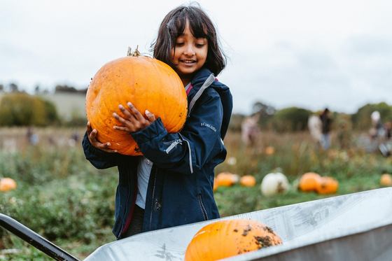 A girl carrying a large pumpkin across the pumpkin patch