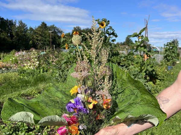 A hand holding a bunch of freshly cut flowers over a flower bed