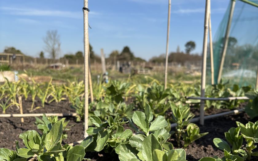 Broad beans growing on a prepared no dig bed